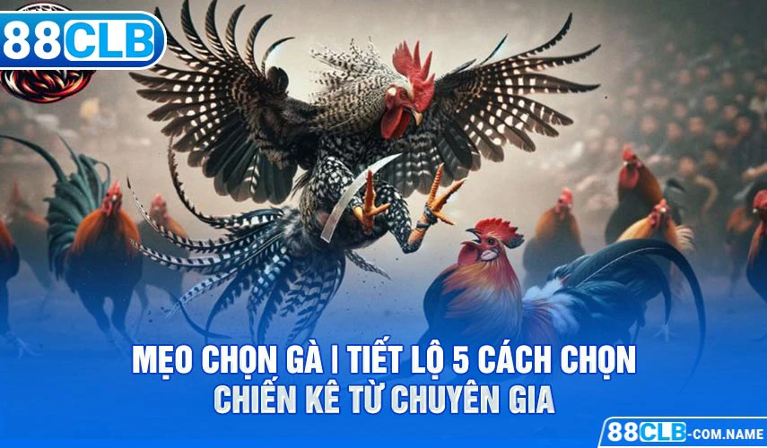 Mẹo Chọn Gà | Tiết Lộ 5 Cách Chọn Chiến Kê Từ Chuyên Gia