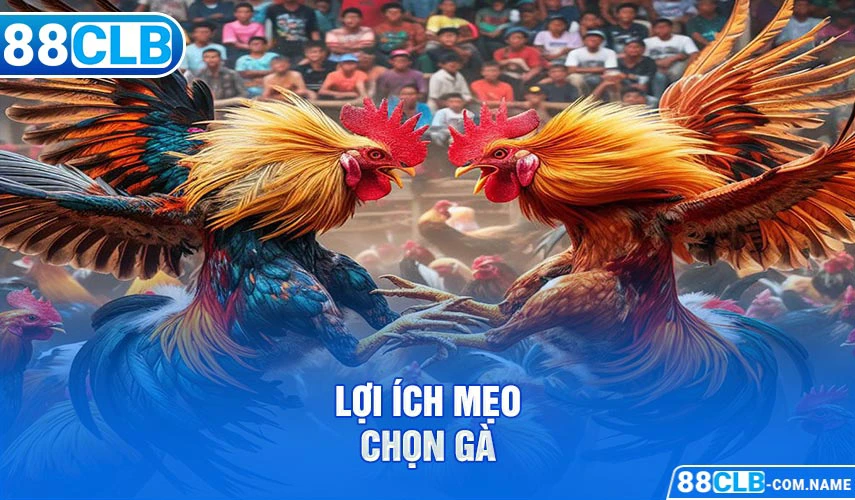 Lợi ích mẹo chọn gà