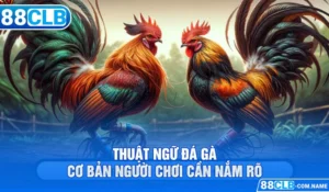 Thuật Ngữ Đá Gà Cơ Bản Người Chơi Cần Nắm Rõ