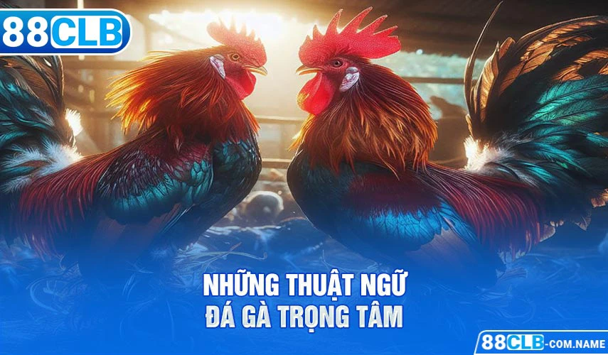 Những thuật ngữ đá gà trọng tâm