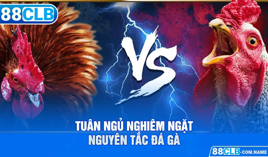 Tuân ngủ nghiêm ngặt nguyên tắc đá gà