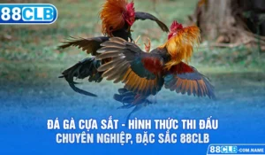 Đá Gà Cựa Sắt - Hình Thức Thi Đấu Chuyên Nghiệp, Đặc Sắc 88Clb