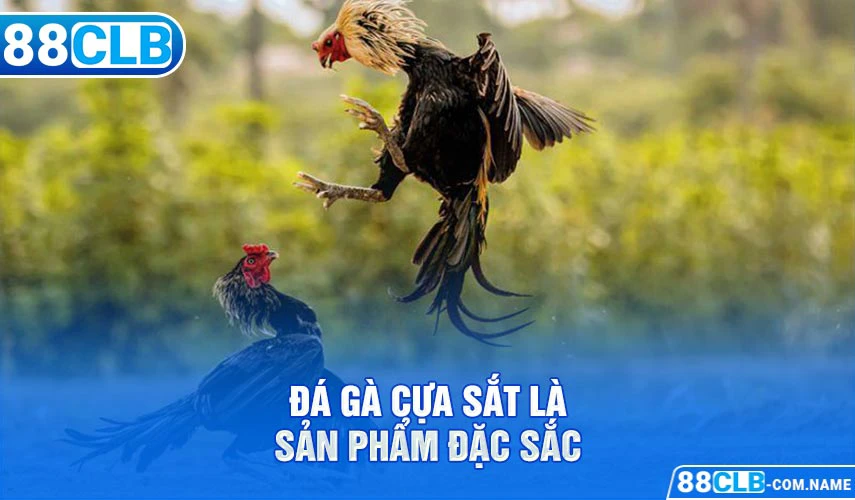 Đá gà cựa sắt là sản phẩm đặc sắc