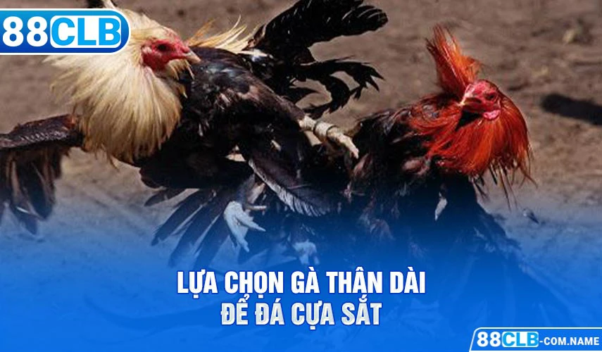 Lựa chọn gà thân dài để đá cựa sắt