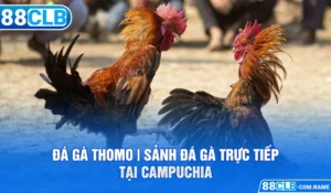 Đá Gà Thomo | Sảnh Đá Gà Trực Tiếp Tại Campuchia