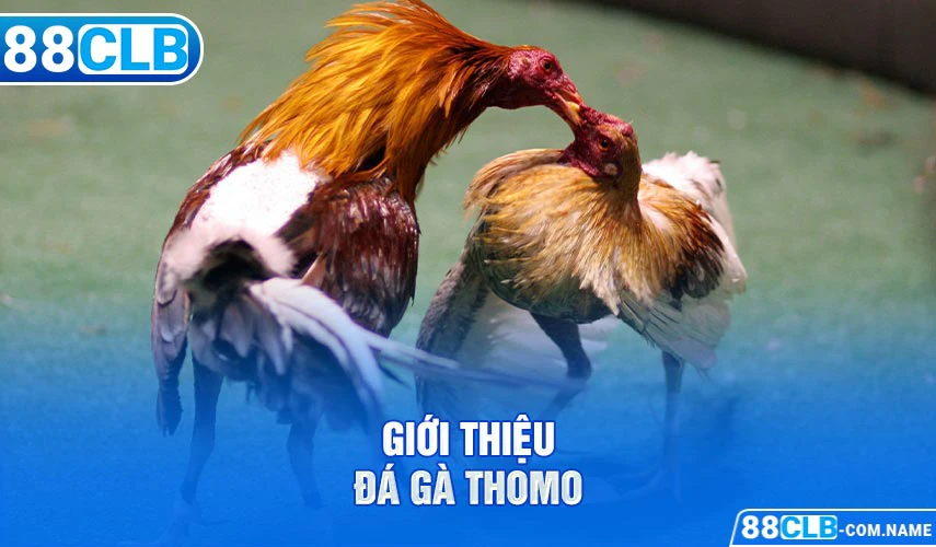 Giới thiệu đá gà Thomo