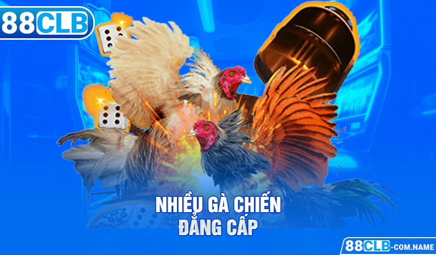 Nhiều gà chiến đẳng cấp